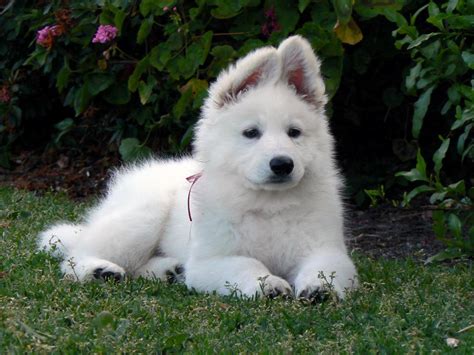 American White Shepherd - Puppies, Rescue, Pictures, Information ...