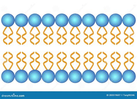 Phospholipid Bilayer Structure, Cell Membrane Structure Royalty-Free ...