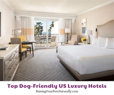 Top Dog-Friendly Luxury Hotels and Pet-Friendly 5 Star Boutique Hotels ...