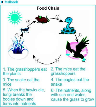 Understanding the Grazing Food Chain: Introduction, Implications, Types ...