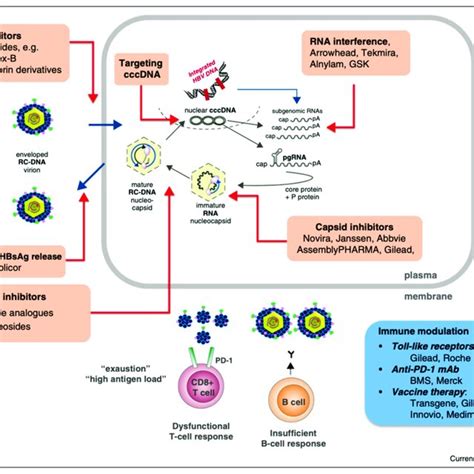 A schematic of the HBV replication cycle highlighting anti-HBV ...