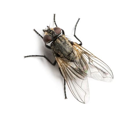 Get Rid of House Flies: House Fly Control Information