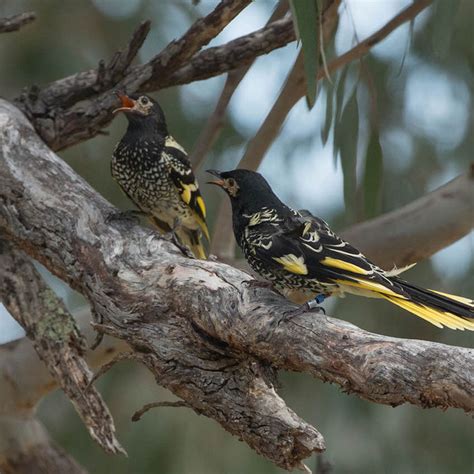 Regent Honeyeater — DIFFICULT BIRD RESEARCH GROUP