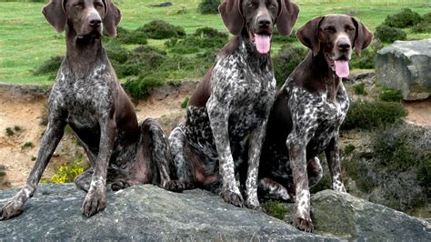 German Wirehaired Pointer Puppies For Sale - German Choices