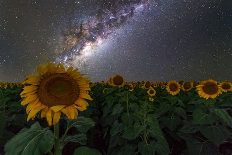 sunflowers, Australia, Night sky, Stars, Space, Galaxy, Milky Way ...