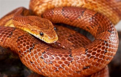 Corn Snake - Zoo & Snake Farm New Braunfels