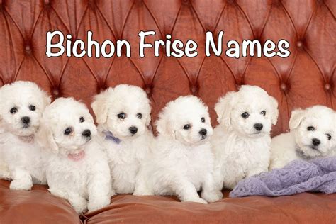 200+ Bichon Frise Names (& How to Choose One) - Bichon World