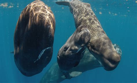 Sperm Whale Diving - Diving with sperm whales off Dominica Island ...