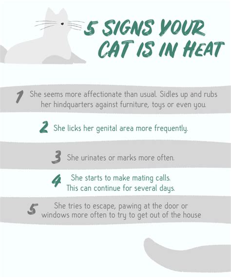 What You Should Know About Spaying Your Pet In Heat | GAIAVETS