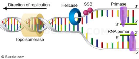 A Primer on DNA and DNA Replication | Leaders in Pharmaceutical ...