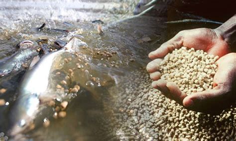 Choosing the Right Kind of Feed Pellets for Farmed Fish