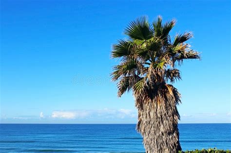 California Palm Tree by the Ocean Stock Image - Image of ocean, palm ...