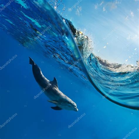 Dolphin Swimming Underwater