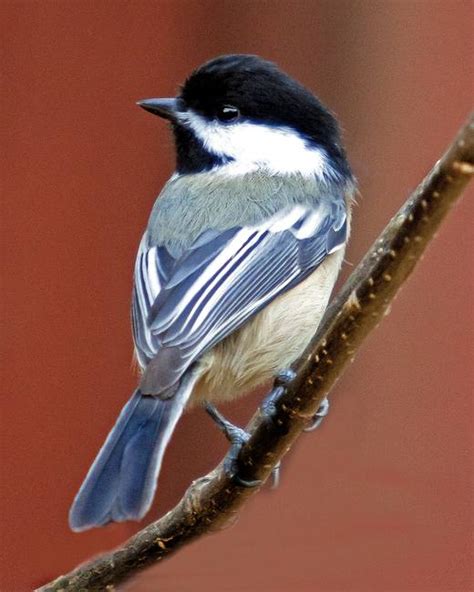 Stunning "Black Capped Chickadee" Artwork For Sale on Fine Art Prints