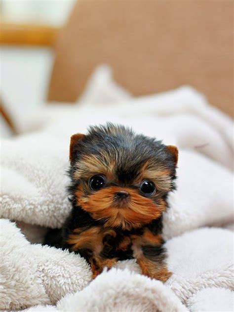 Cute Puppies and Kittens: 5 Most Adorable Teacup Puppies