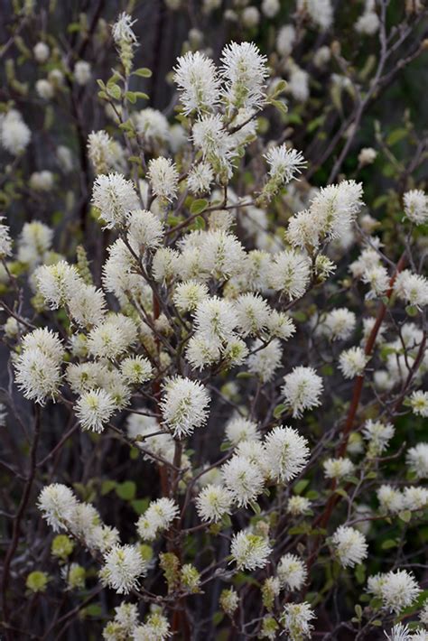 Large Fothergilla (Fothergilla major) in Davidsonville, Maryland (MD ...