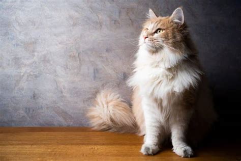 9 Common Health Problems With Maine Coon Cats - MaineCoon.org