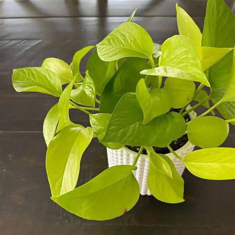 Three Stunning Easy Care Pothos Varieties - The Contented Plant