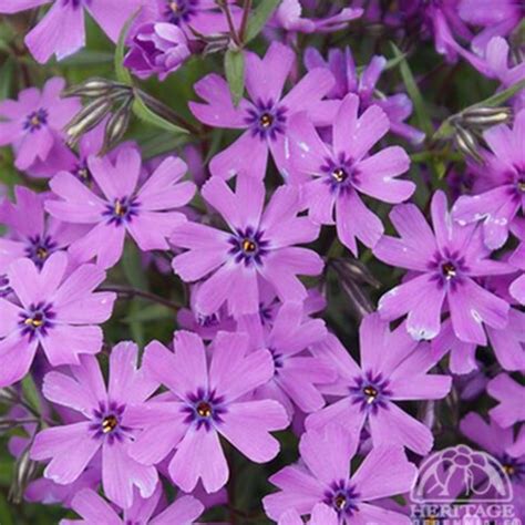 Phlox 'Purple Beauty' – Carp Garden Centre - West Ottawa