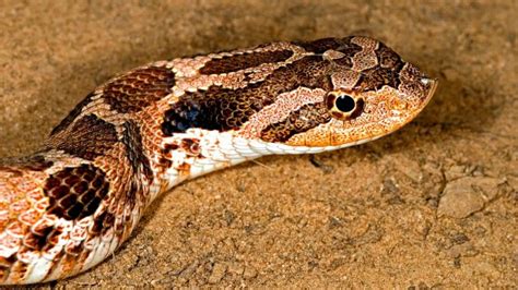 Hognose Snakes (9 Amazing Facts And Complete Care Guide)