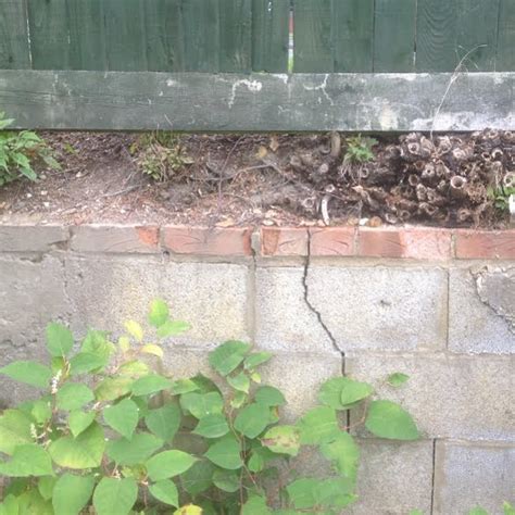 Japanese knotweed damage and dangers | Environet