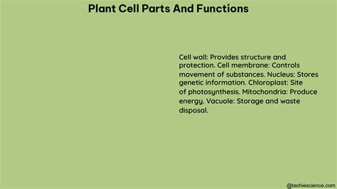 Comprehensive Guide to Plant Cell Parts and Functions