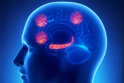 Damage to the prefrontal cortex of the brain may cause anxiety ...