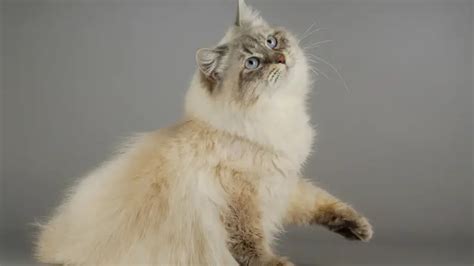 SIBERIAN CAT PERSONALITY AND BREED (ALL YOU NEED TO KNOW) - DorkyCats