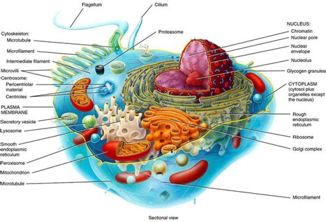 20+ Animal Cell 3D Diagram Labeled Pics - COLORIST