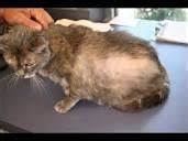 Flea Allergy Dermatitis | Cornerstone Veterinary Clinic