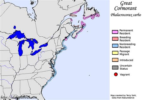 Great Cormorant - Species Range Map