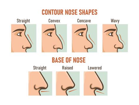 Contour nose shapes. Base of nose. Different types of noses. - Gold ...