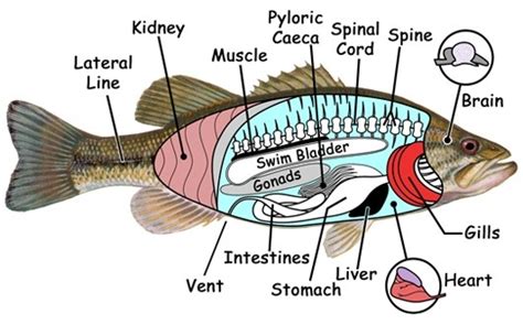 Internal Anatomy of Bony Fish Diagram | Quizlet