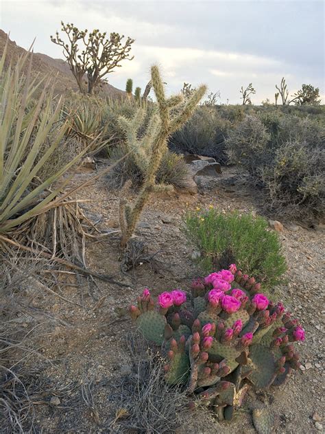 Varied plants: Cacti and Yucca near Teutonia Peak, Mojave National ...