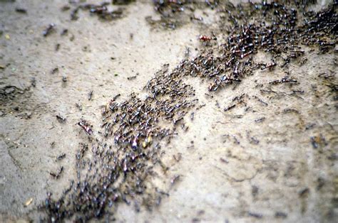 An ant colony has memories that its individual members don’t have