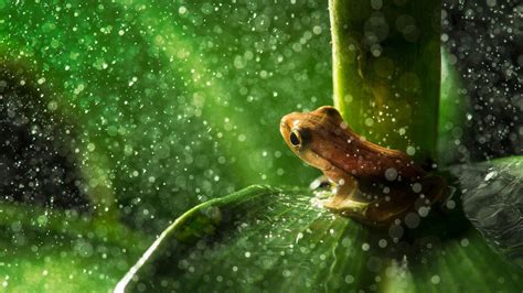 Funny Frog Wallpaper ·① WallpaperTag