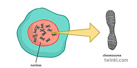 Nucleus and Chromosomes Illustration