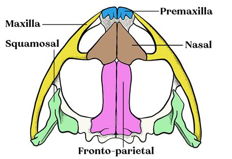 Frog Skeleton: An Overview (with Diagrams) - Mr. Amphibian