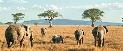 Serengeti National Park Animals | Serengeti National Park Safaris