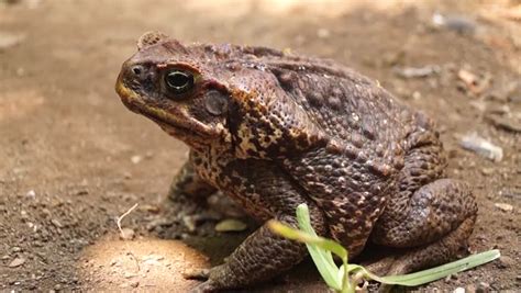 Ugly But Beautiful,Toad Sitting On The Floor, This Animal They Look ...