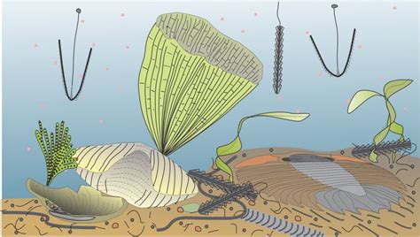 Graptolite morphology for sedimentologists - Geological Digressions