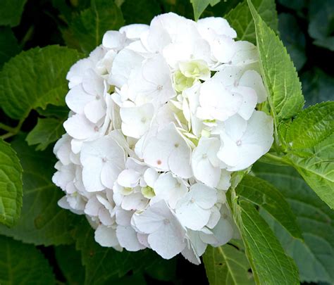 Best White Hydrangea Varieties | Better Homes & Gardens