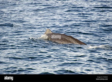 Sperm Whale diving Stock Photo - Alamy