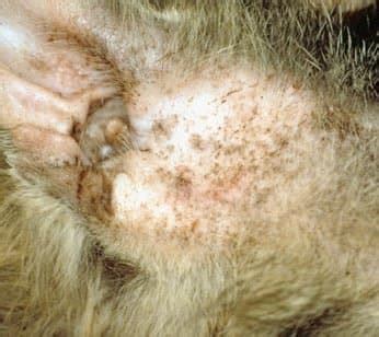 Common Cat Skin Problems - Signs and Treatment - HubPages