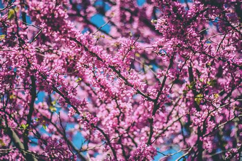 3840x2160 wallpaper | cherry blossom | Peakpx