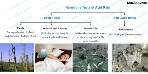 Effects Of Acid Rain On The Environment