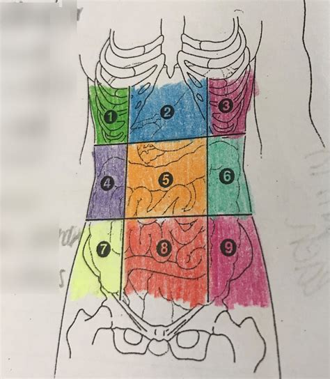 Regions Of The Abdomen And Their Contents Clipart Etc