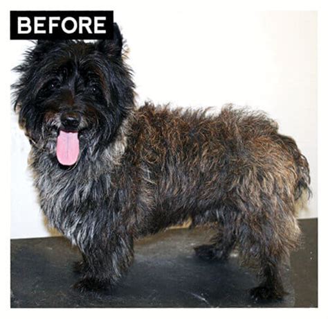 The Cairn Terrier Handstrip - Groomer to Groomer