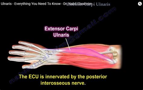 Extensor Carpi Ulnaris — OrthopaedicPrinciples.com