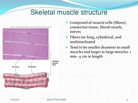 Skeletal Muscle Structure Diagram